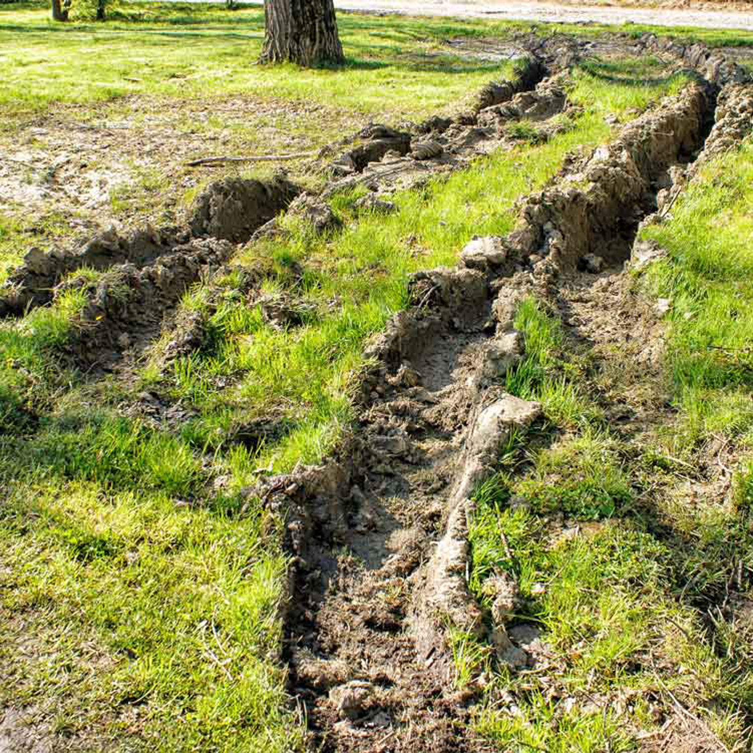Ruts in lawn.