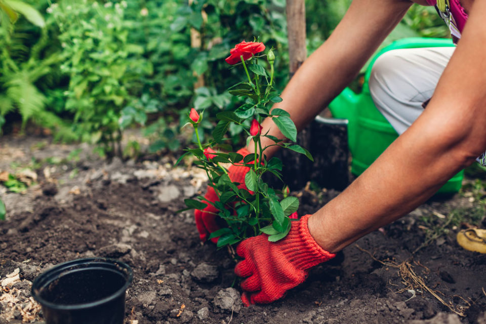 the-best-time-to-water-plants-in-hot-weather-gardening-tips