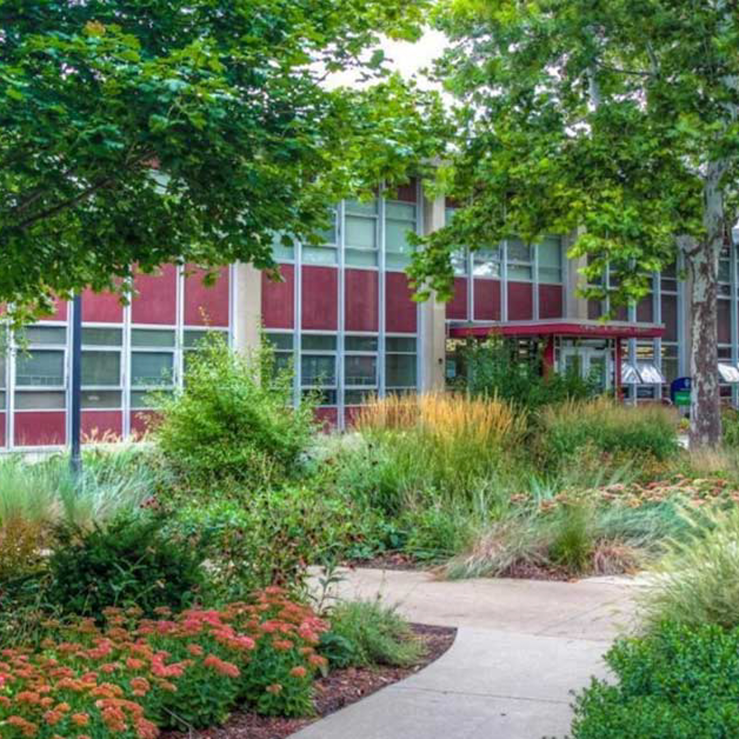Aurora University Rain Garden